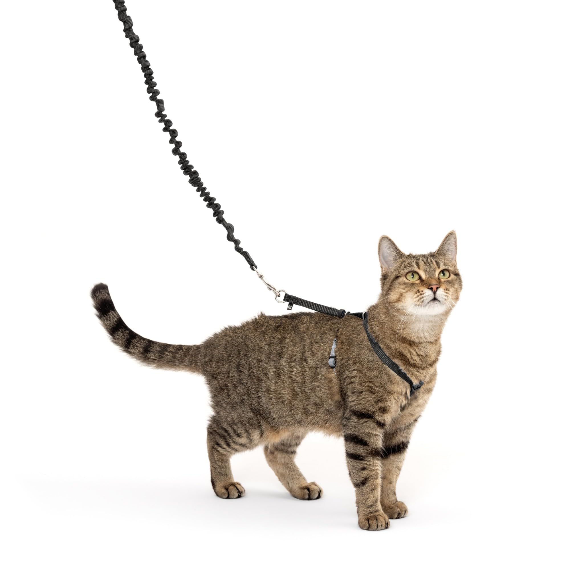 PetSafe Come With Me Kitty Harness and Bungee Leash, Medium